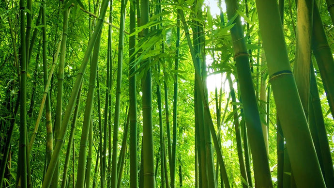 Bambú: La planta del milenio